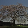夜のしだれ桜