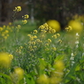 写真句：菜の花