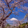 富士平和公園の桜2