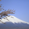 桜と富士山