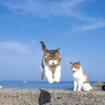 よいしょっと