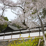 海禅寺の桜１