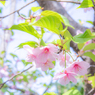 葉桜になった河津桜。