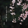 写真句：枝垂れ桜