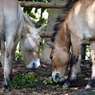 2頭の馬っこ