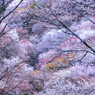 吉野山桜