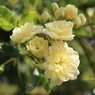 吹き出る花々