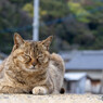 トンプーを聴きながら