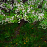 白い桜と黄色い野の花　P1140066zz