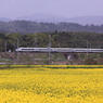 菜の花畑を電車が行く