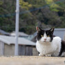 はっちゃん