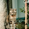 Le chat de Enoshima 007