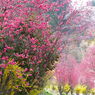 春の花9(花もも2)