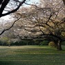 さくら公園３