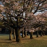 写真指編：さくら公園４：夕陽のひと