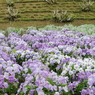 薄紫色のお花