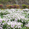白と紫のお花