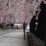 ギャラリー桜⑫