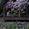 祇園白川鷺桜