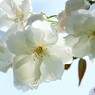 汐入八重桜 朱雀