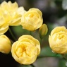 次々開花