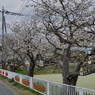 写真句：新学期