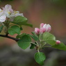 ご近所リンゴの花