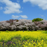 桜菜の花雲