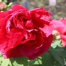 薔薇じゃないわよ