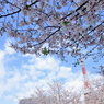 増上寺の桜