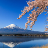河口湖円形ホール付近　富士と桜　その5