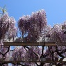 藤の花