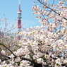 牡丹桜とタワー