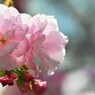 汐入八重桜 糸括り～ⅱ