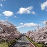 国立大学通り桜並木と雲と青空W