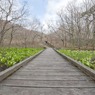 ミズバショウの咲く道