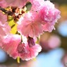 汐入八重桜　江戸