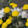 ポンポンポンと黄の花が