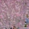あ々、春が来た　Ⅱ