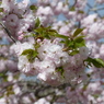 春の花13(桜5)