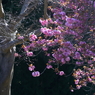 写真句：八重桜１