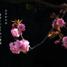 写真歌：八重桜２