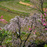 枝垂桜