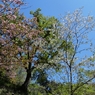 多摩森林科学園の桜　１