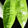 植物