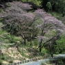 多摩森林科学園の桜　２