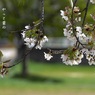 写真句：山桜花、その後