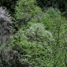 多摩森林科学園の桜　３