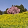 11年前の「合戦場のしだれ桜」