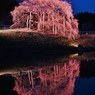 11年前の「東和の地蔵桜」